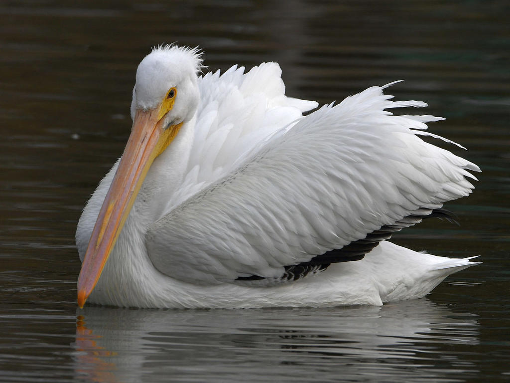 Pelican3.jpg