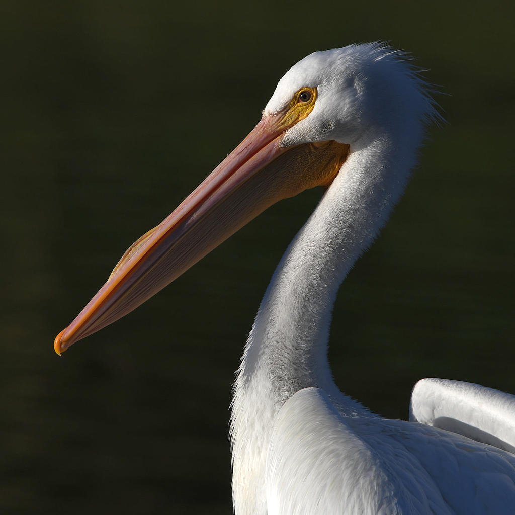 Pelican3.jpg