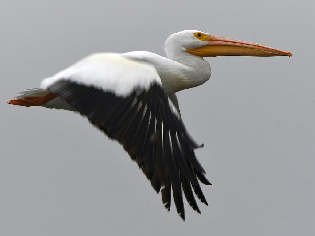 Pelican3.jpg