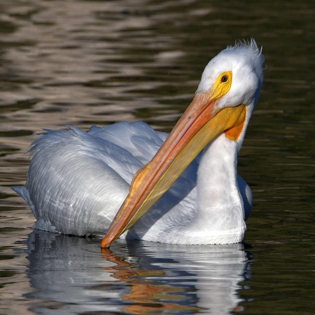 Pelican3.jpg