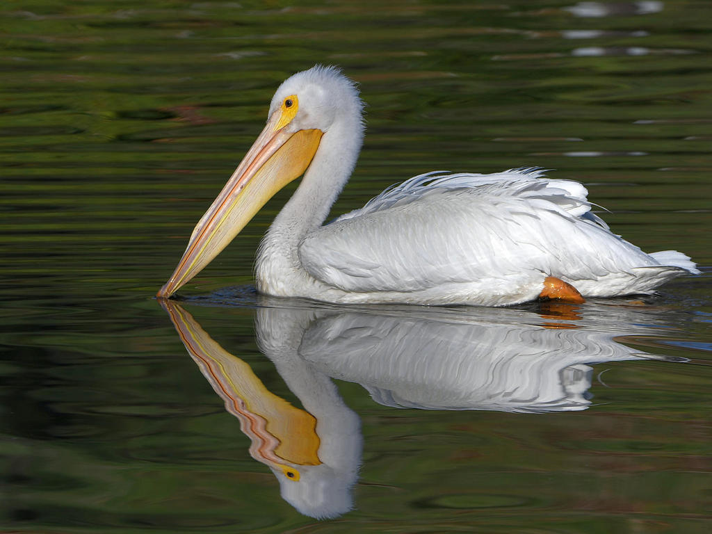 Pelican3.jpg