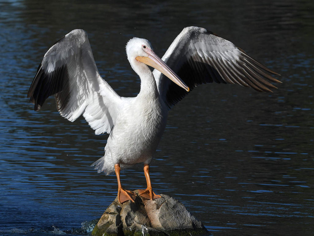 Pelican3.jpg