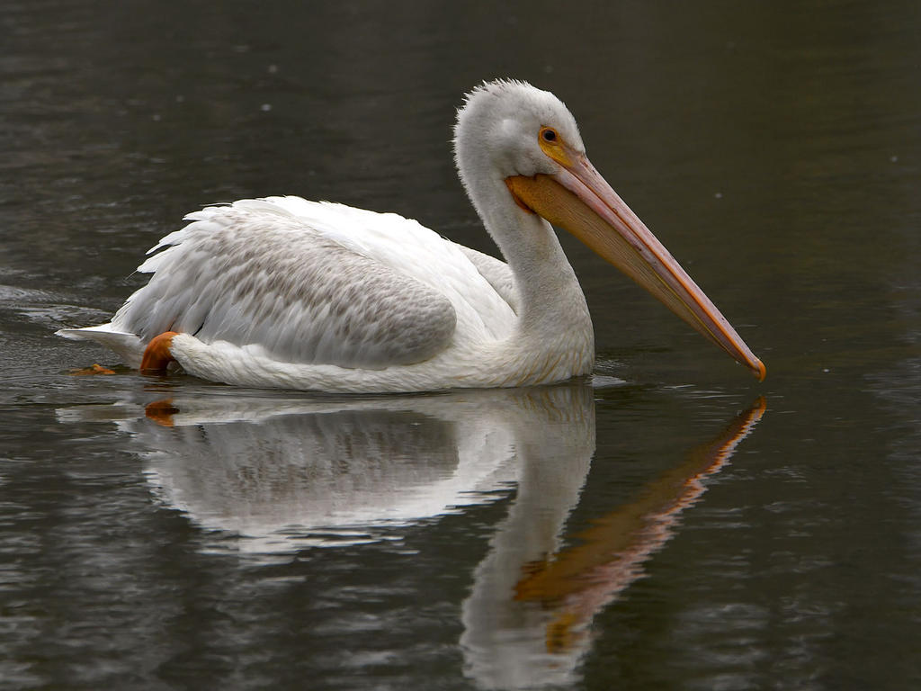 Pelican3.jpg