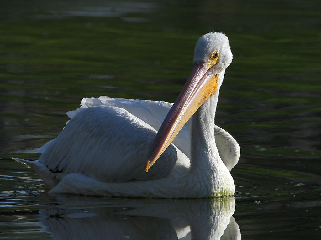 Pelican3.jpg