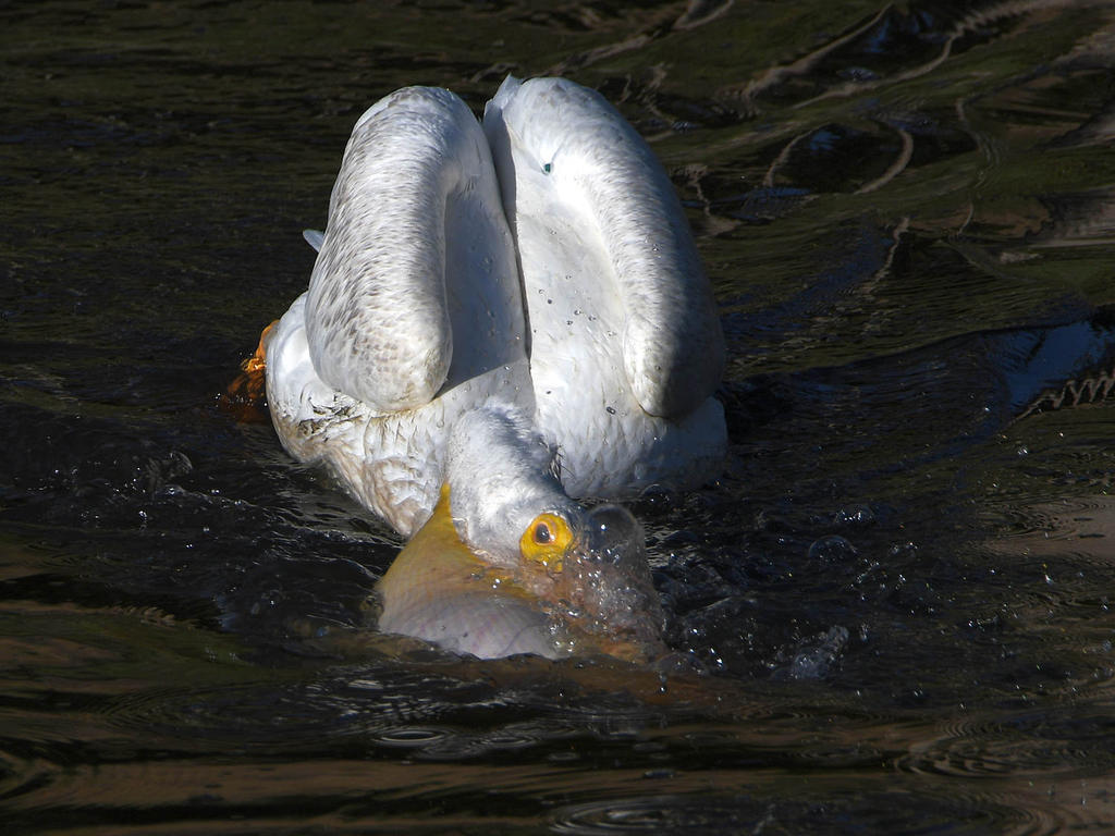 Pelican3.jpg
