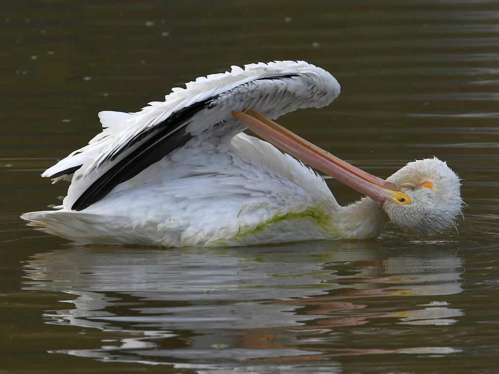 Pelican3.jpg