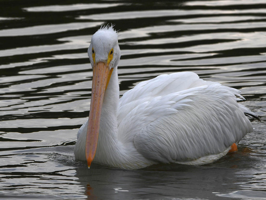 Pelican3.jpg