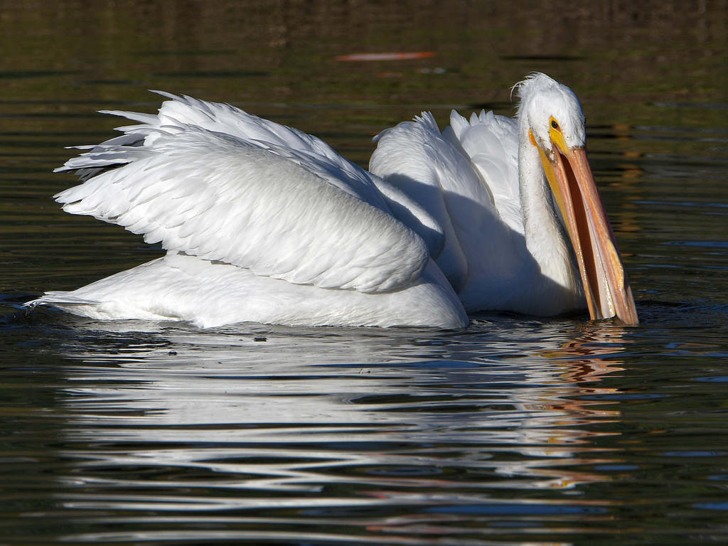 Pelican3.jpg