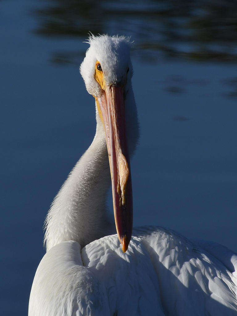 Pelican3.jpg