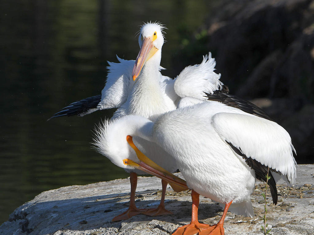 Pelican3.jpg