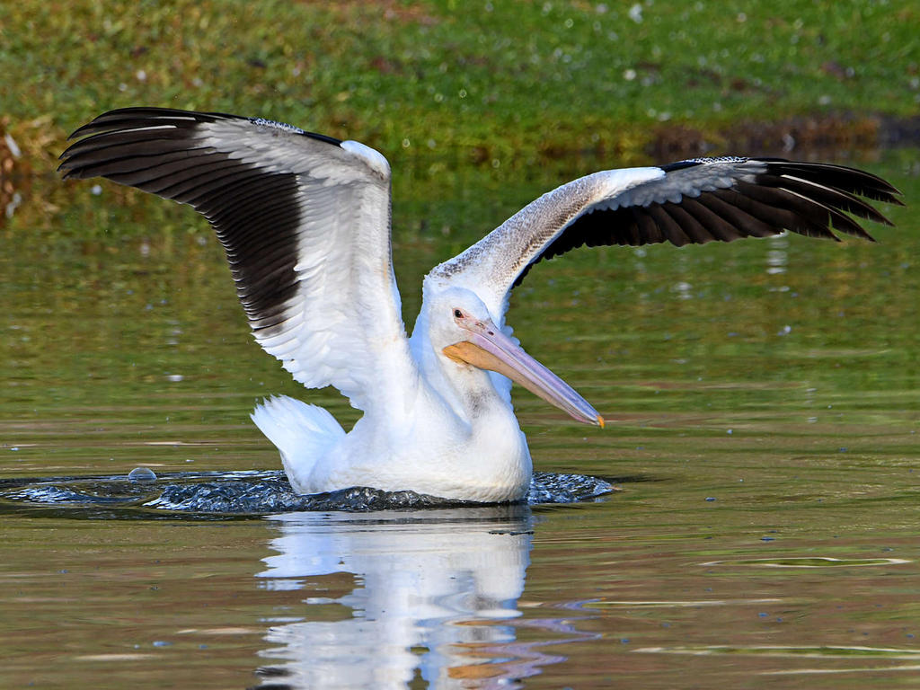 Pelican3.jpg