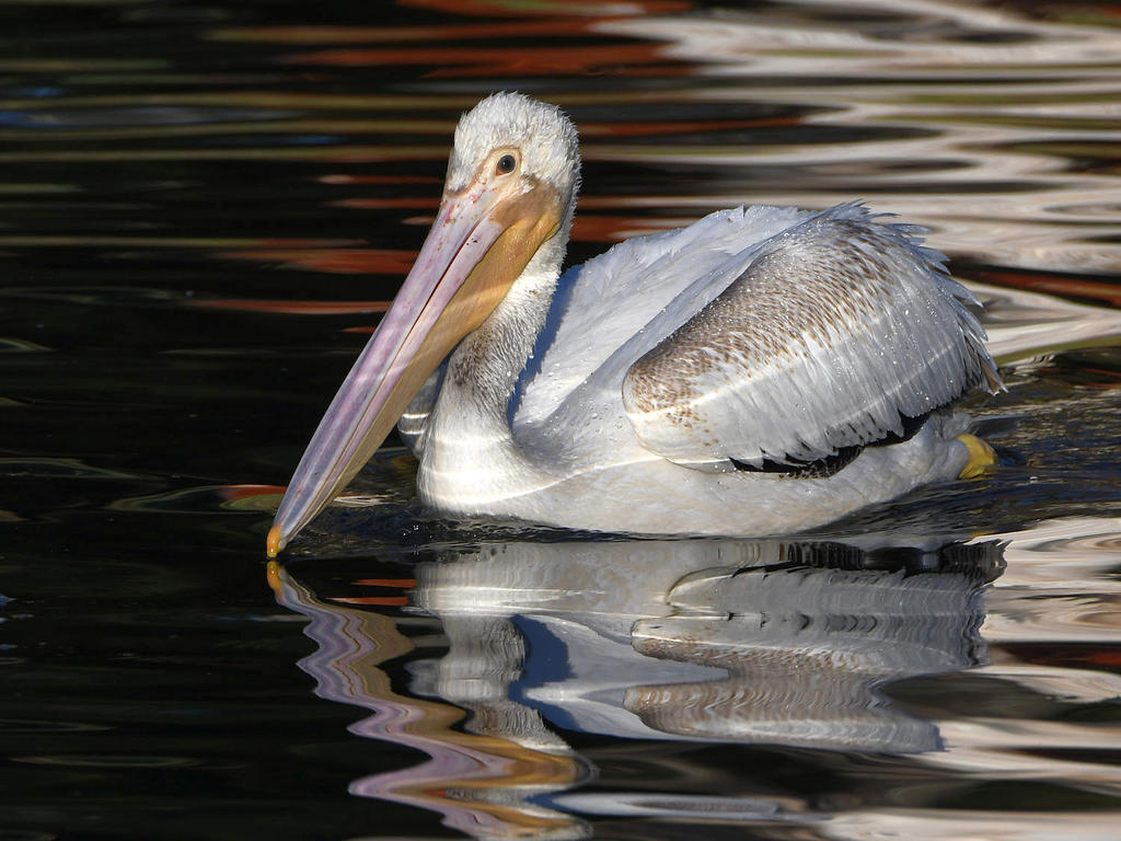 Pelican3.jpg