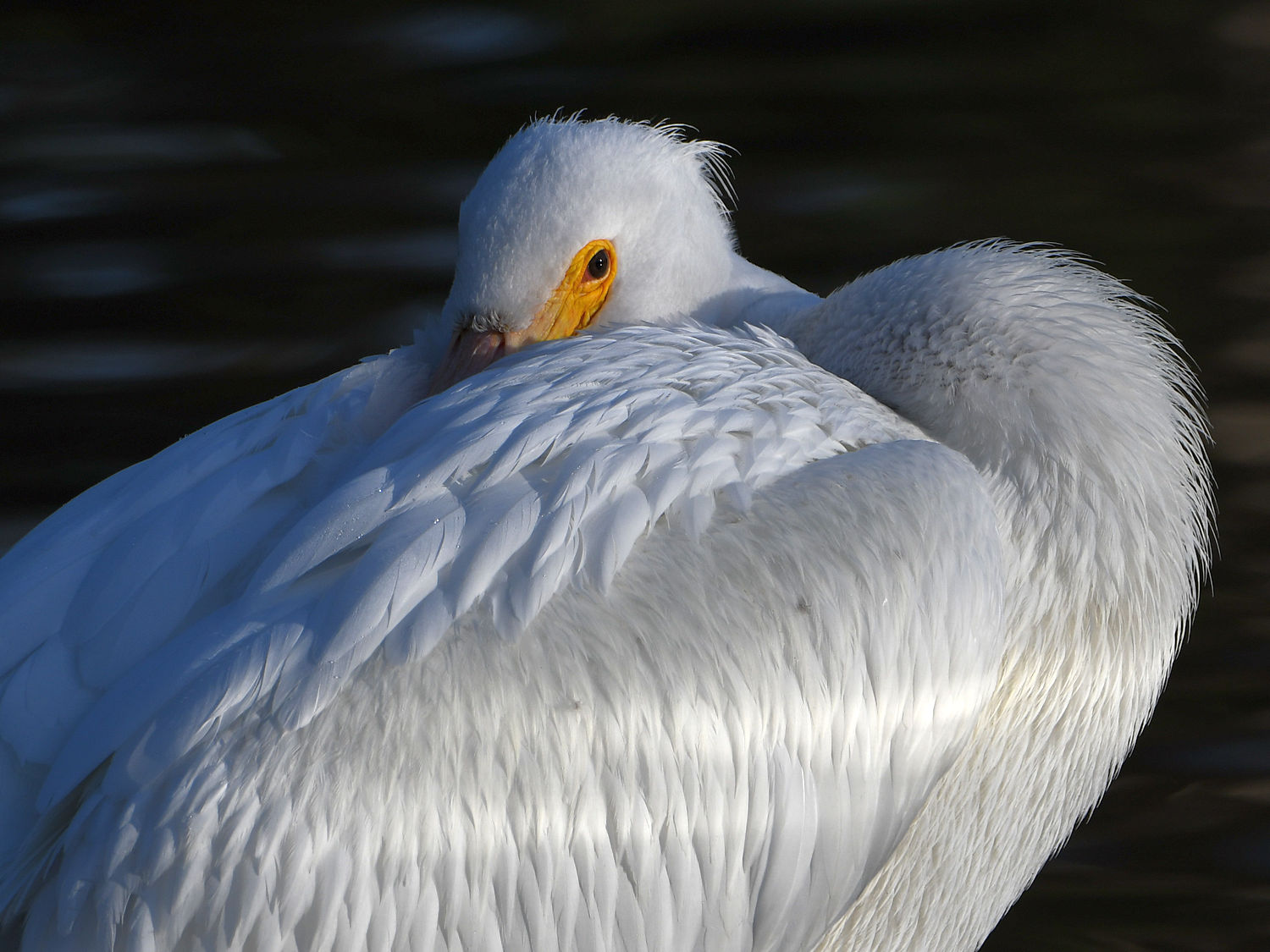 Pelican3.jpg