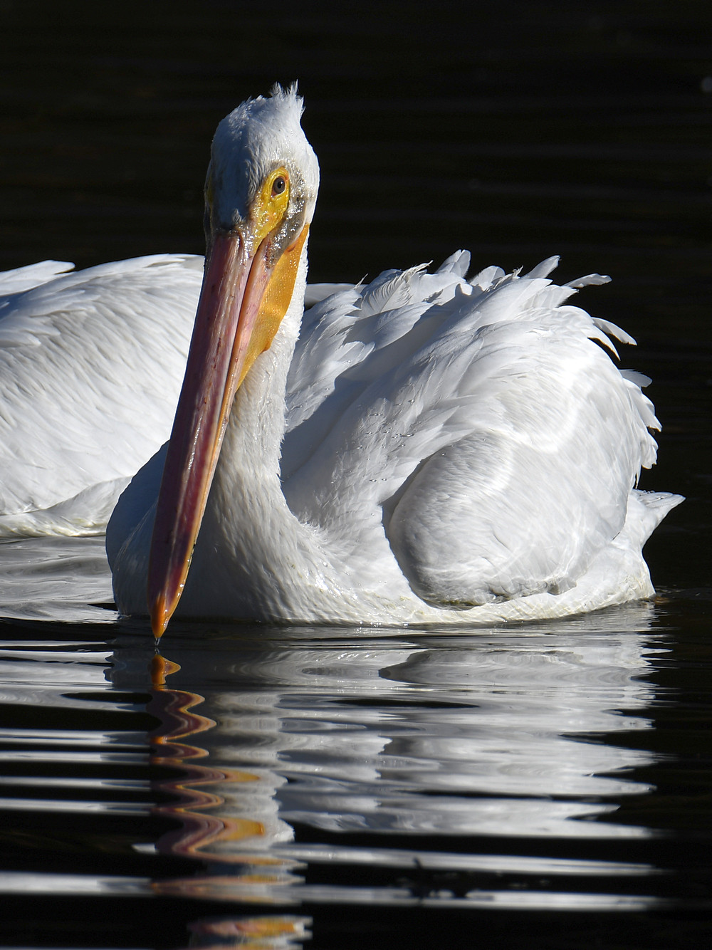 Pelican3.jpg