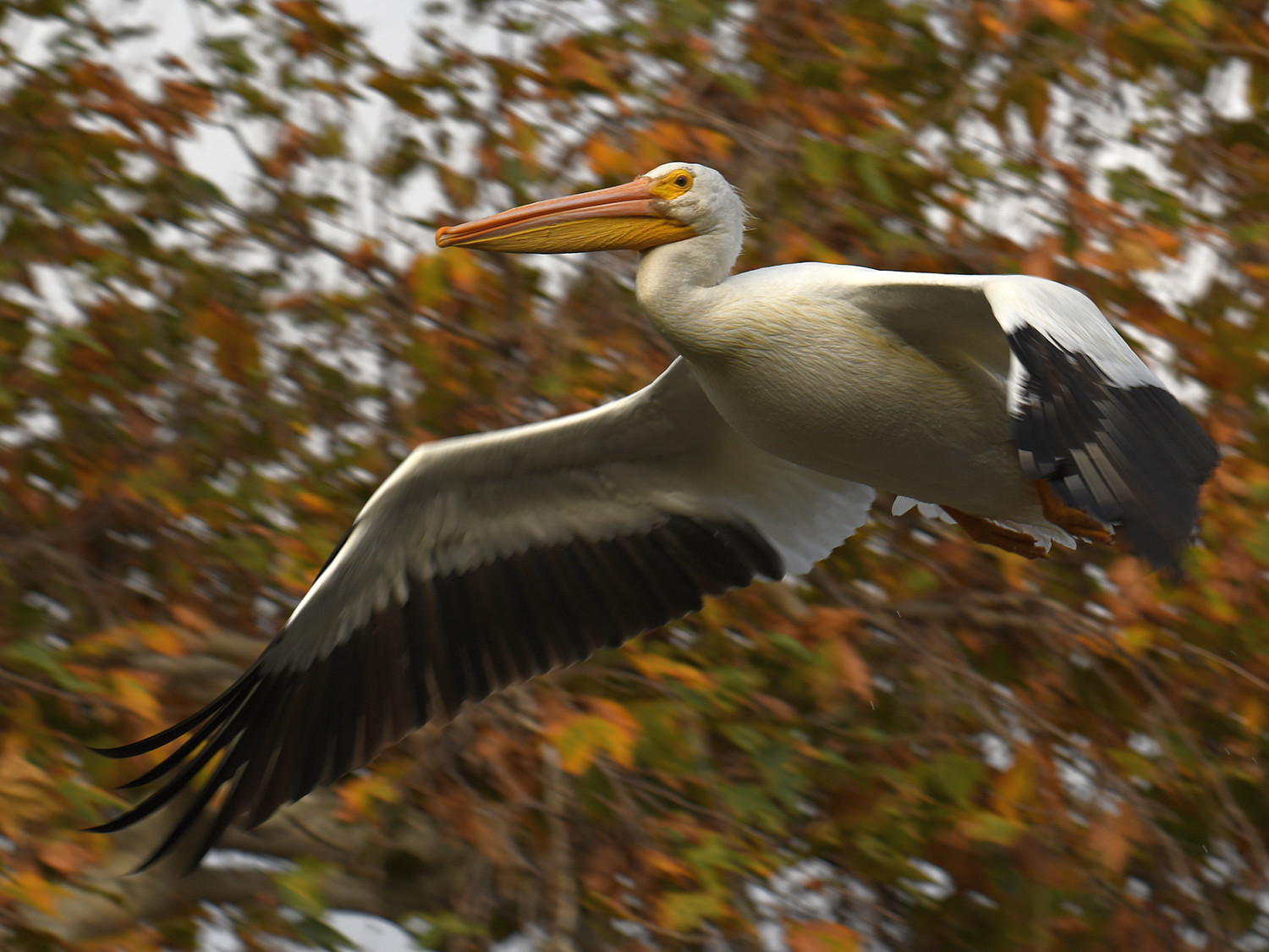 Pelican3.jpg