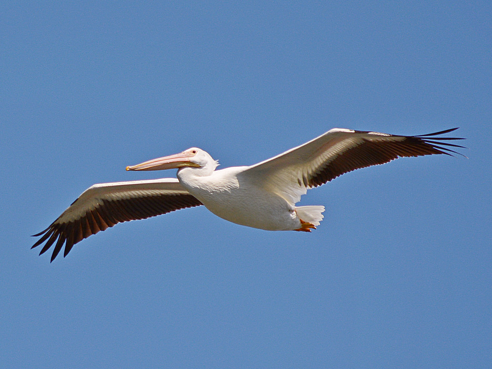 Pelican3.jpg