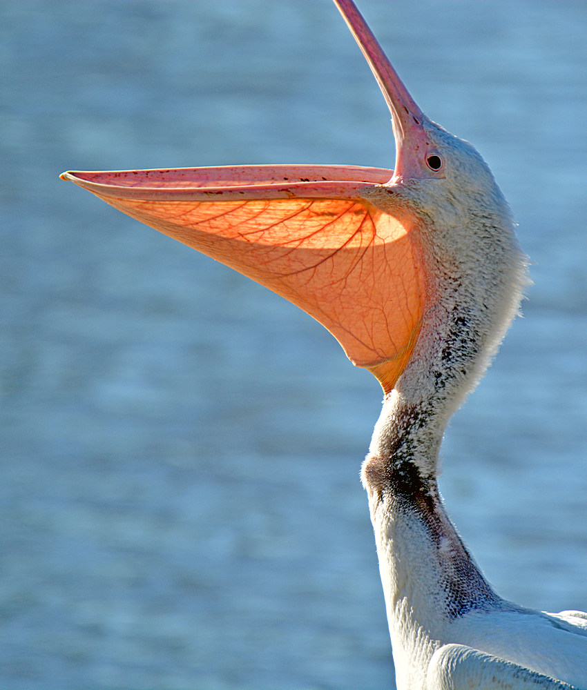 Pelican4.jpg