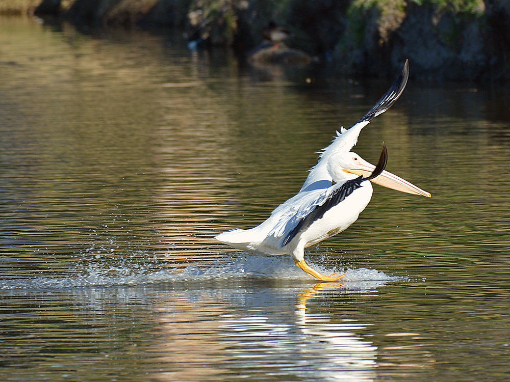 Pelican4.jpg