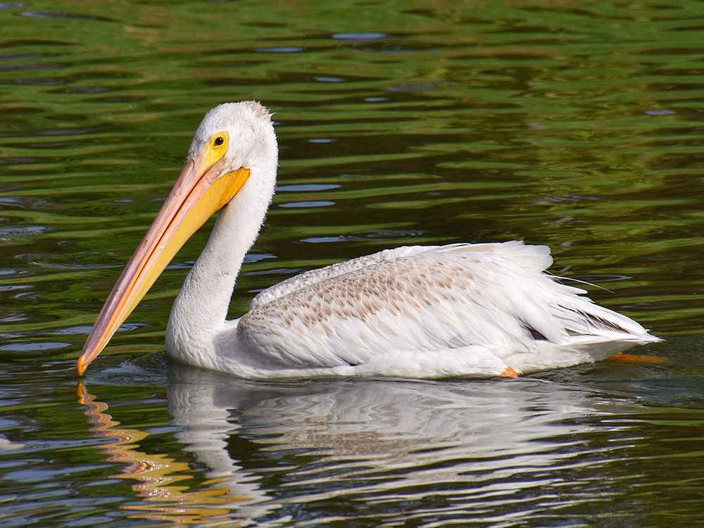 Pelican4.jpg
