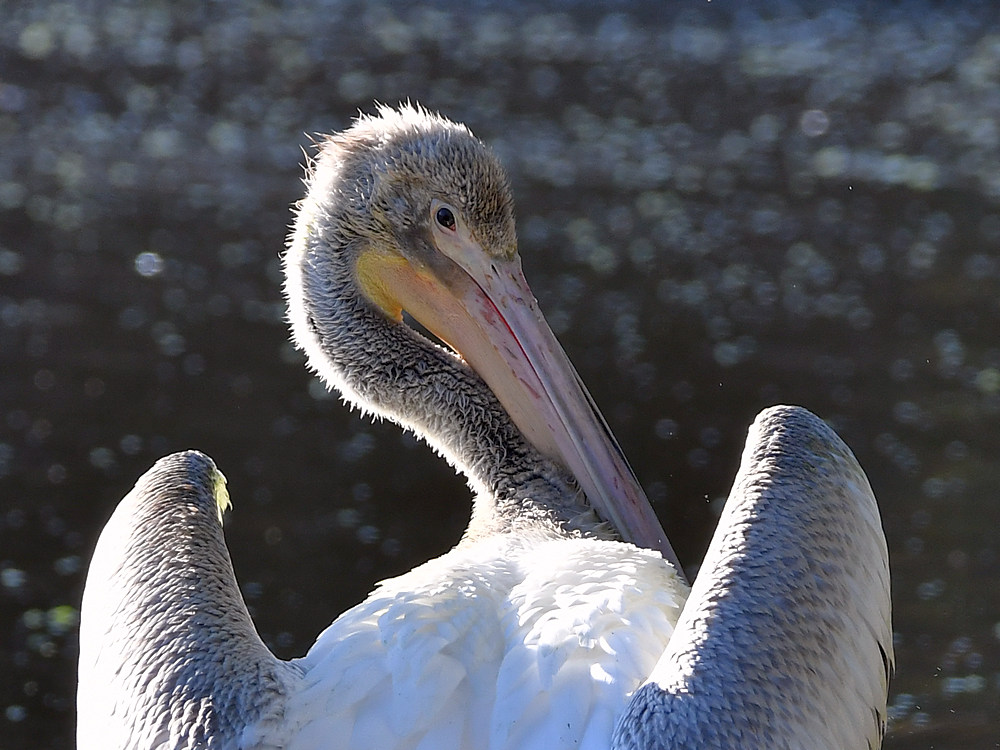 Pelican4.jpg