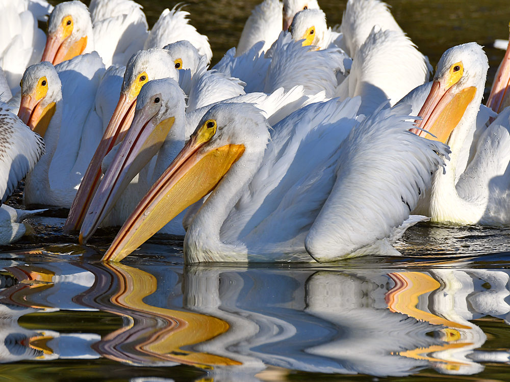 Pelican4.jpg