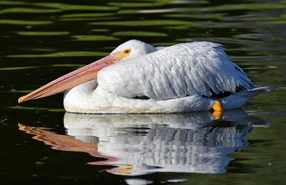 Pelican4.jpg