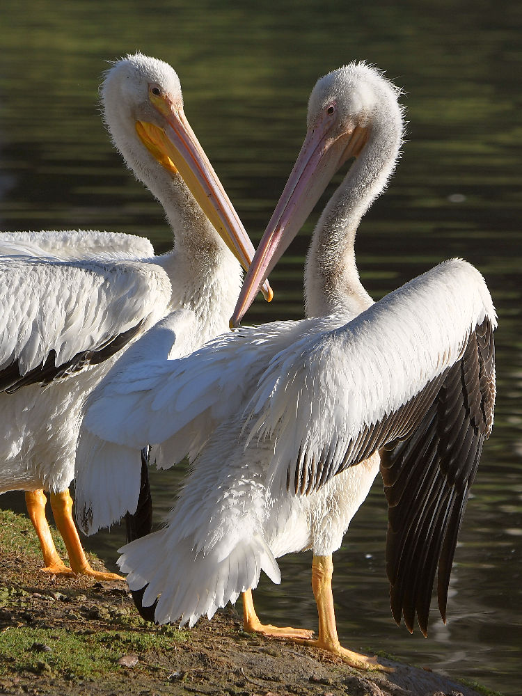 Pelican4.jpg