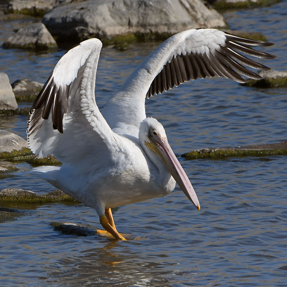 Pelican4.jpg