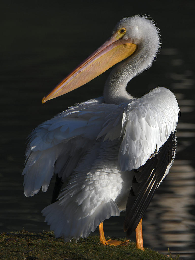 Pelican4.jpg