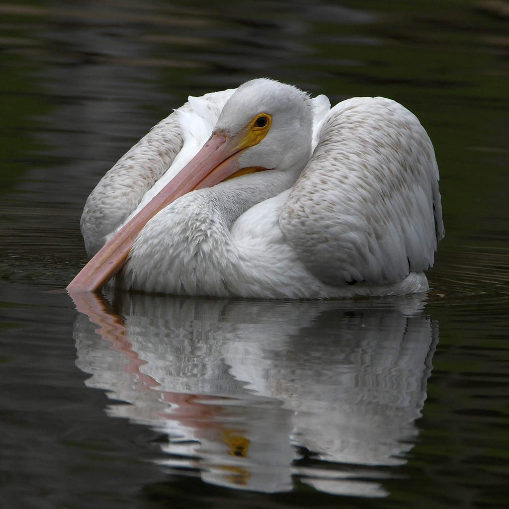 Pelican4.jpg