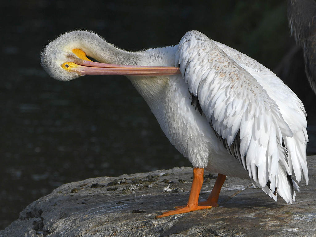 Pelican4.jpg