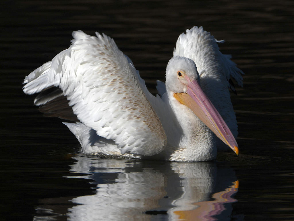 Pelican4.jpg