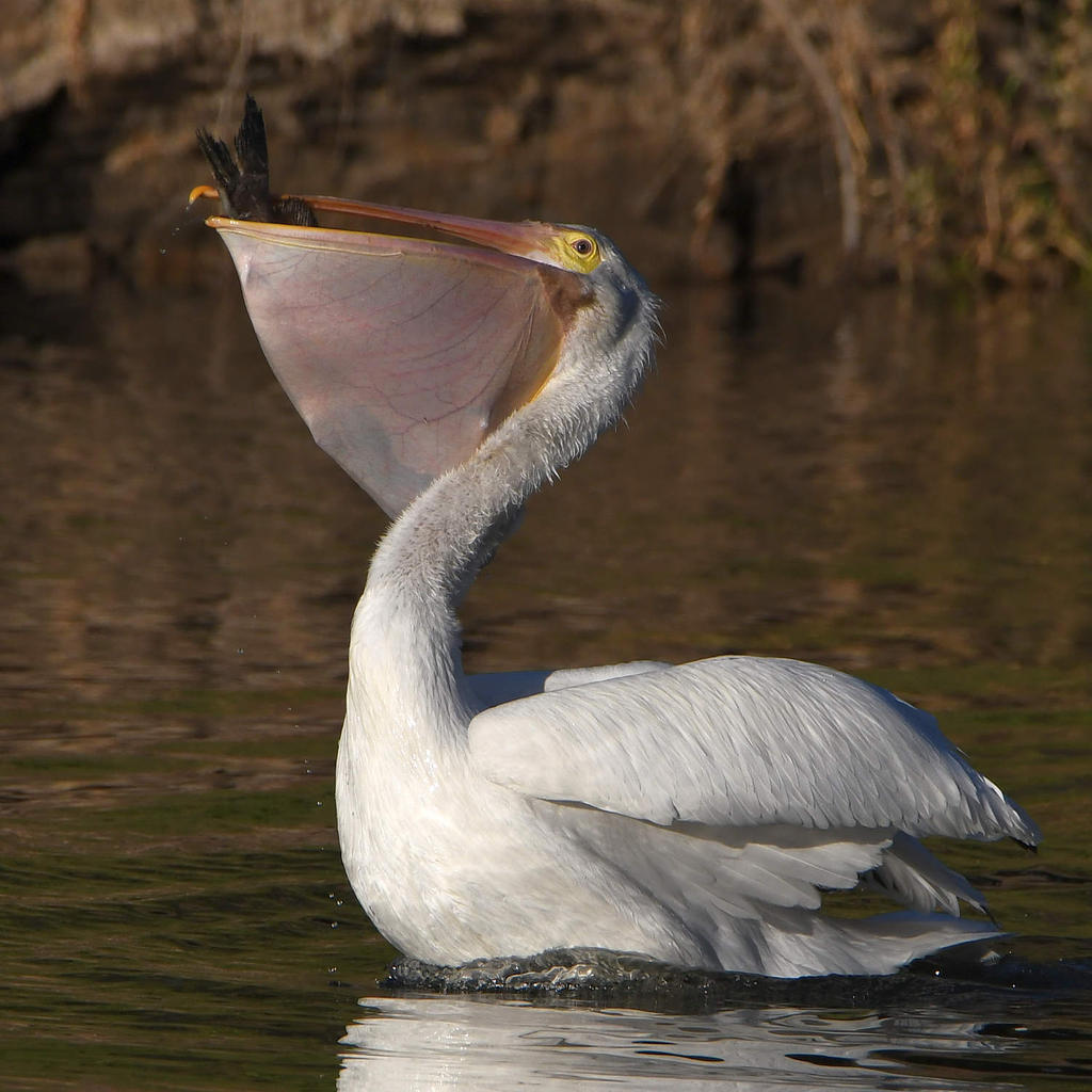 Pelican4.jpg