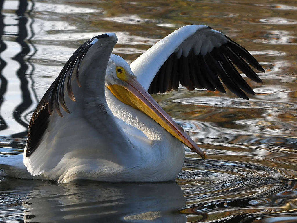 Pelican4.jpg