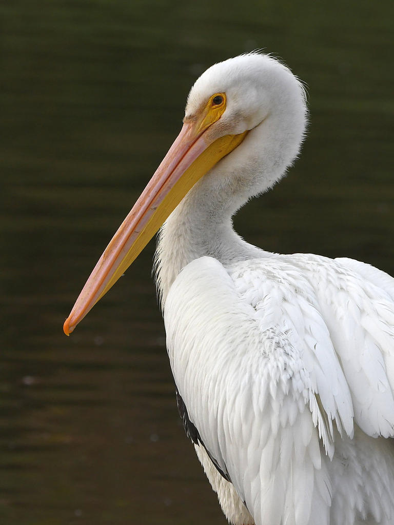 Pelican4.jpg