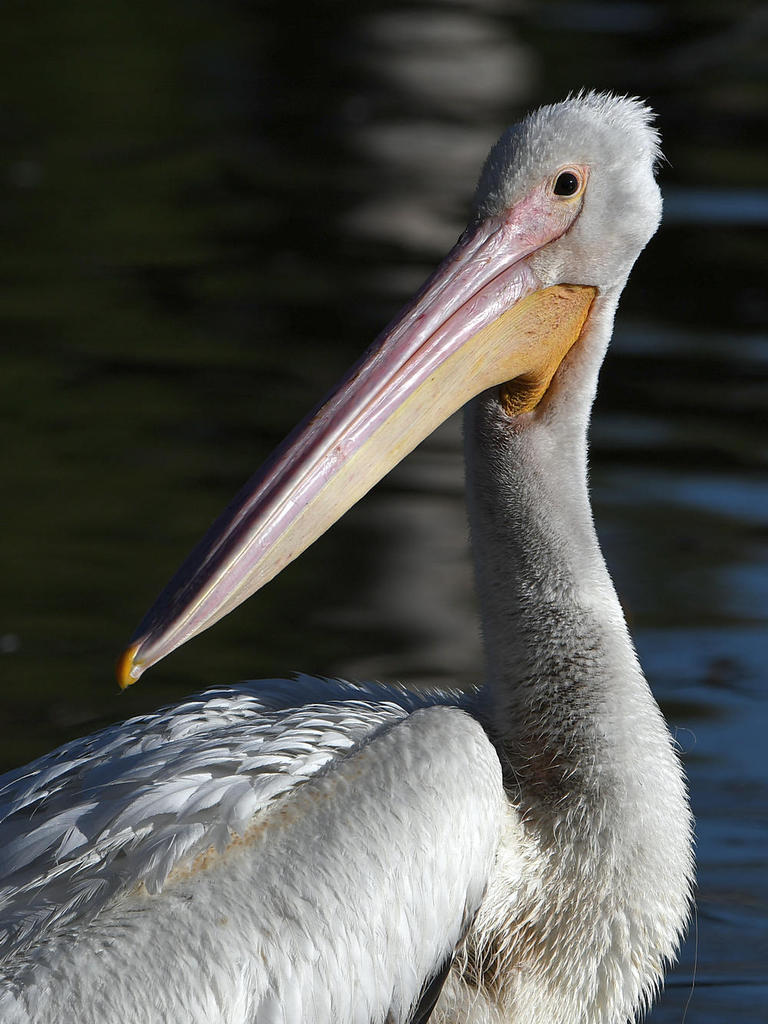 Pelican4.jpg