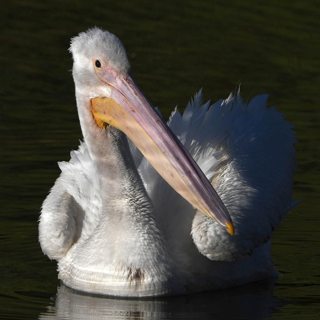 Pelican4.jpg