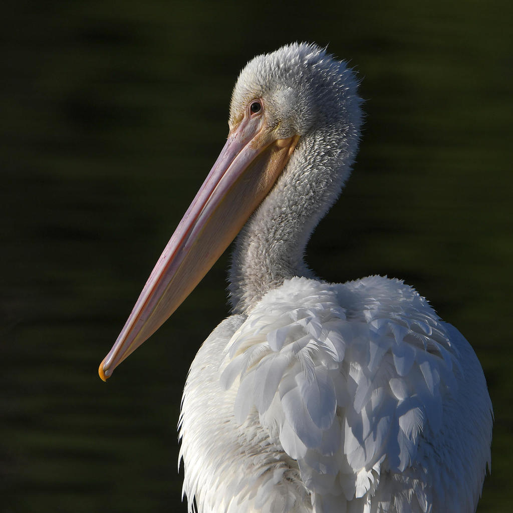 Pelican4.jpg