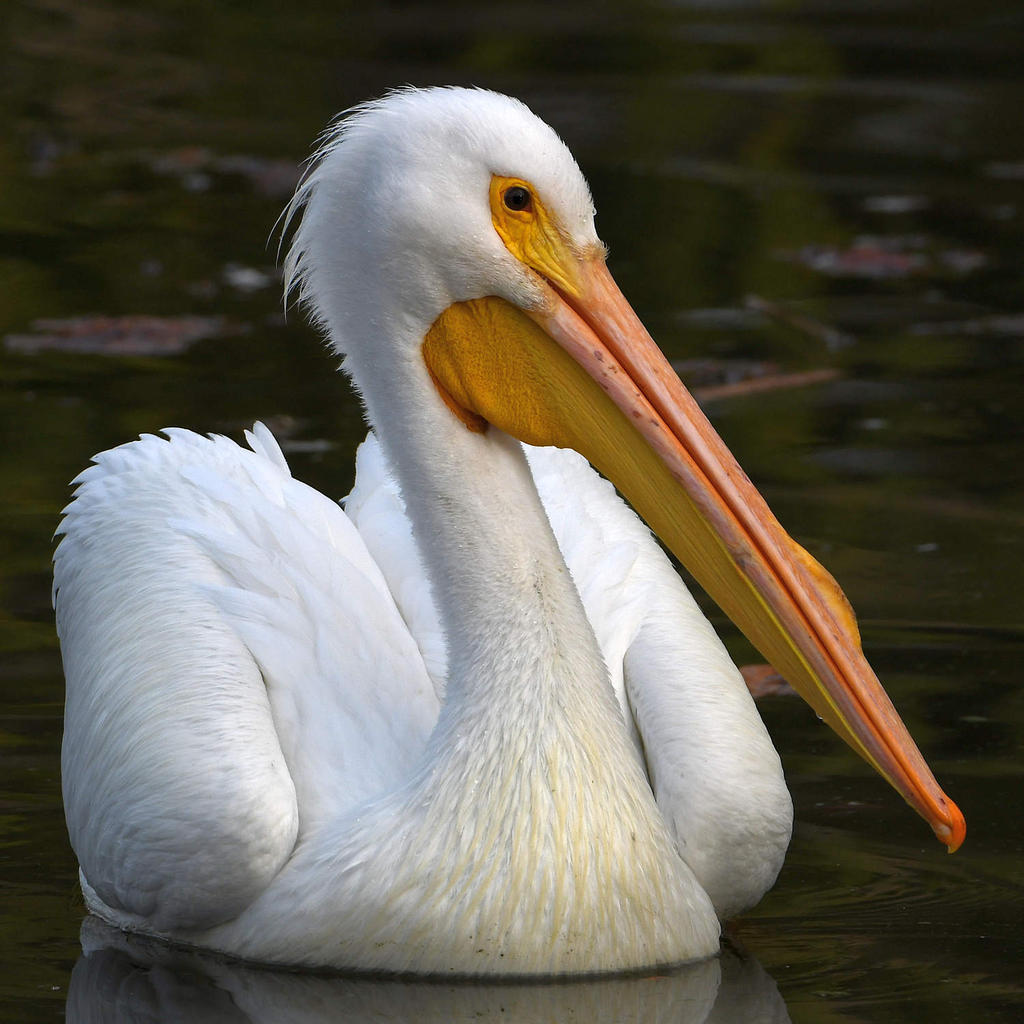 Pelican4.jpg