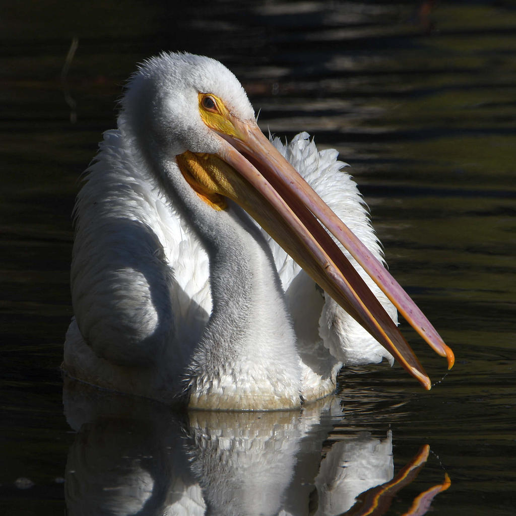 Pelican4.jpg