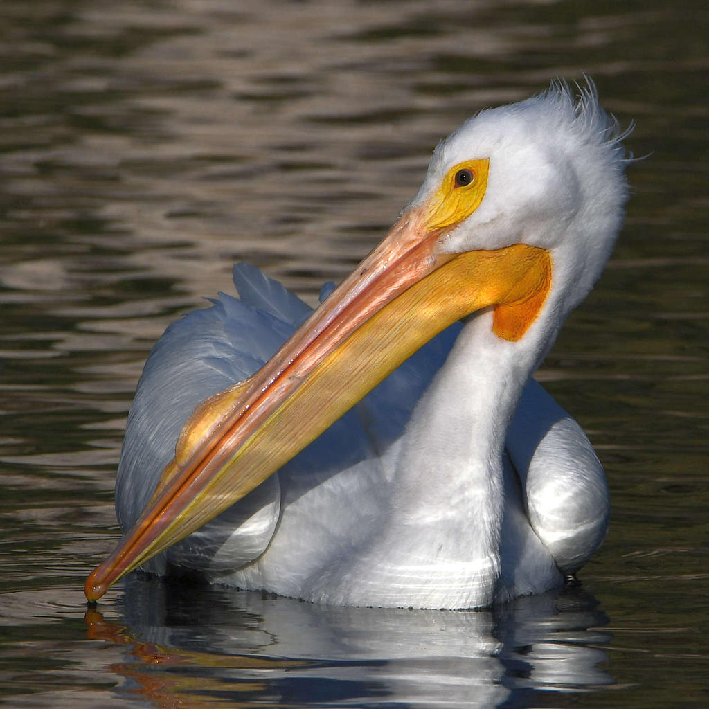 Pelican4.jpg