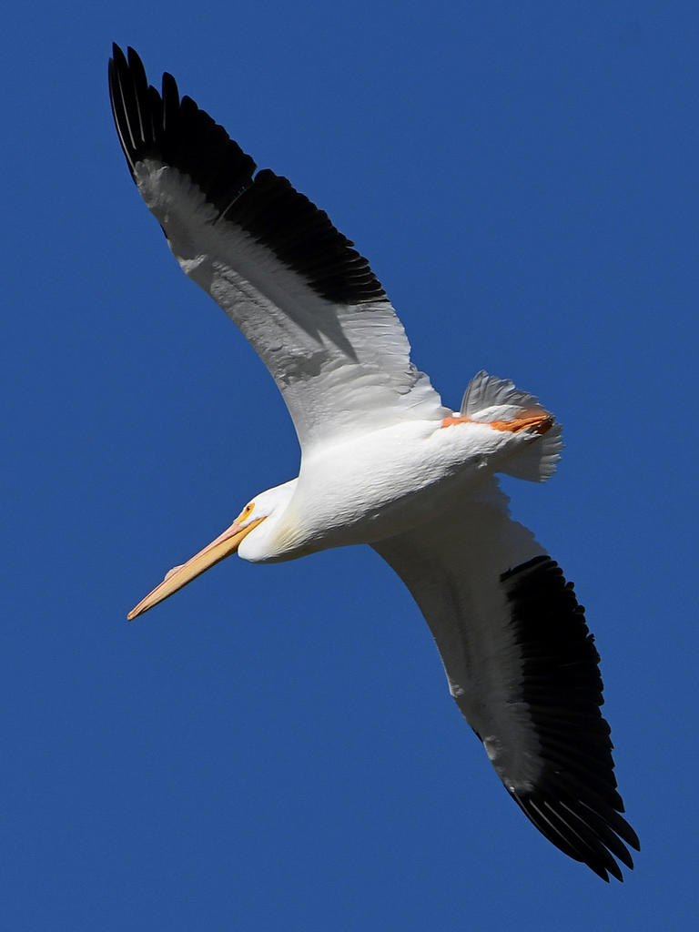 Pelican4.jpg