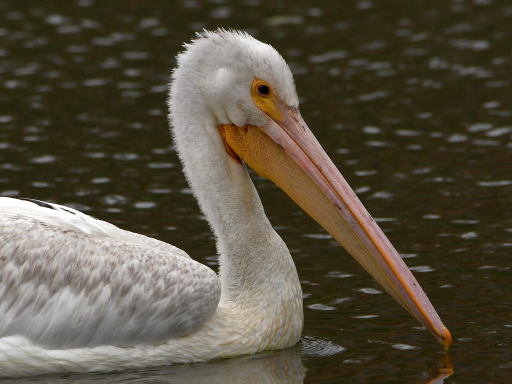 Pelican4.jpg