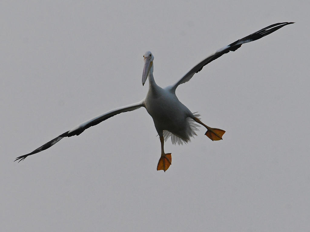 Pelican4.jpg