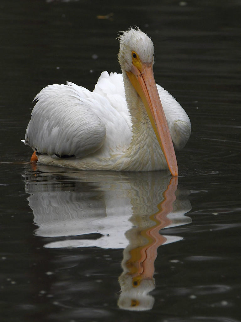 Pelican4.jpg
