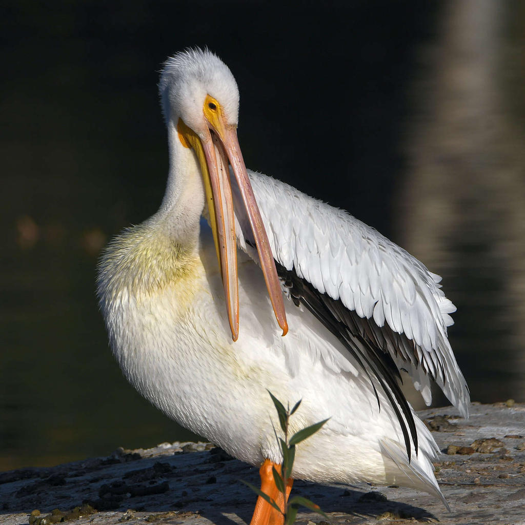 Pelican4.jpg