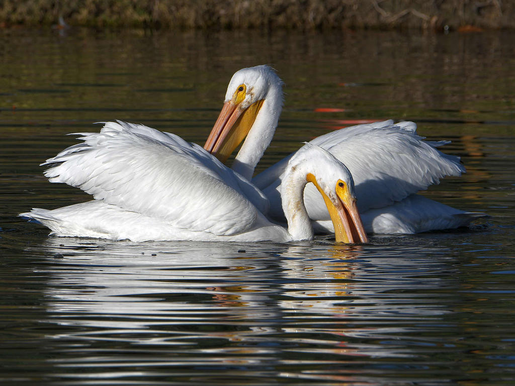 Pelican4.jpg