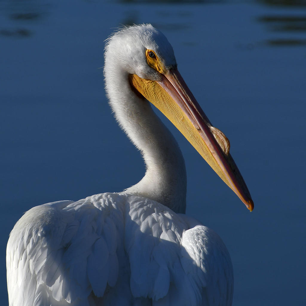 Pelican4.jpg
