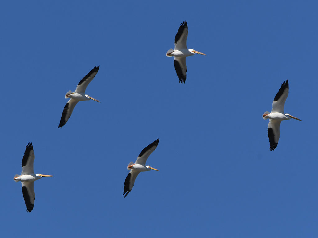 Pelican4.jpg