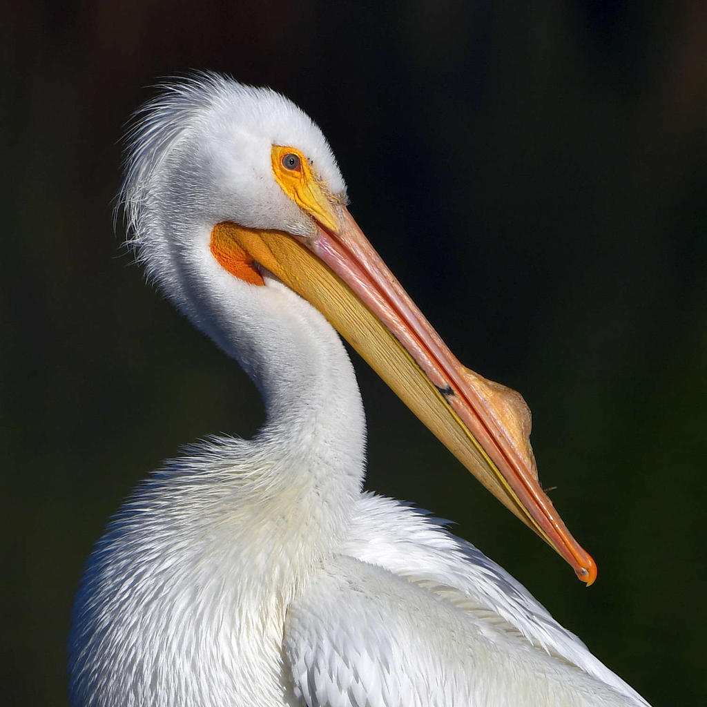 Pelican4.jpg